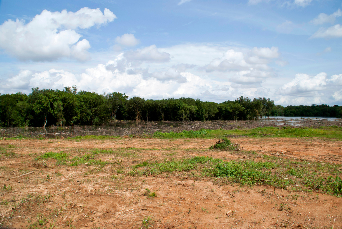 Deforestation